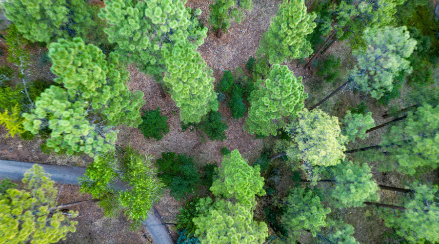 trees