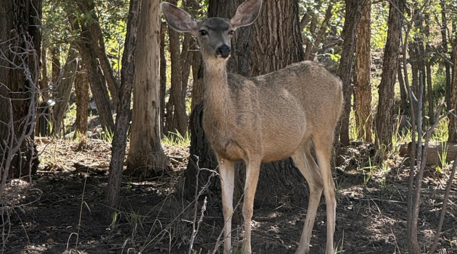 Wildlife