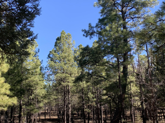 4566 Hackamore Way, Happy Jack, Arizona 86024, ,Land,For Sale,Hackamore,93600