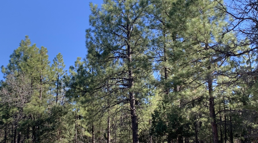 Gorgeous Pines