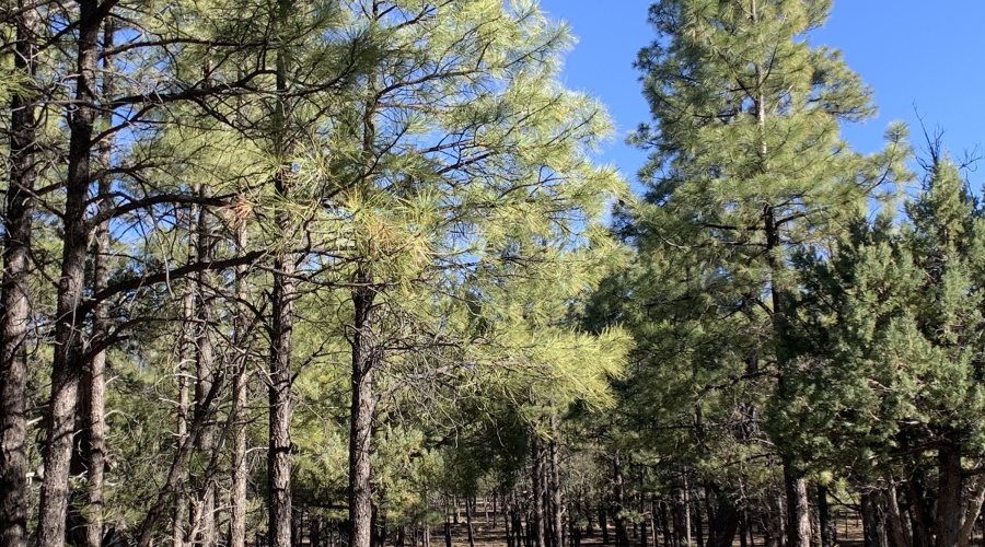 Mixed Trees