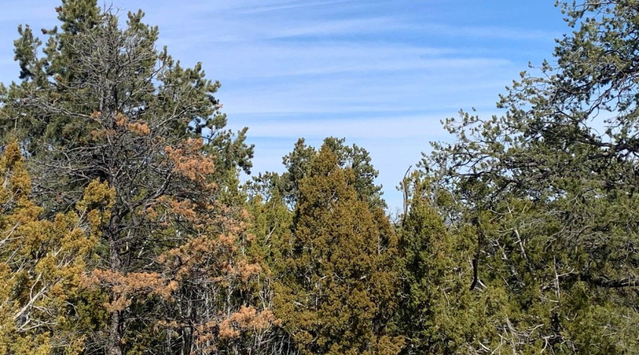 Mixed Trees