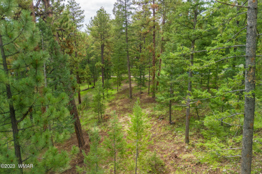 29 N1068, Greer, Arizona 85927, ,Land,For Sale,N1068,260304