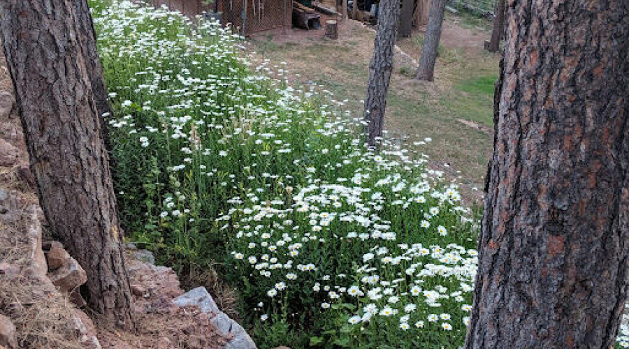 Flowers!!