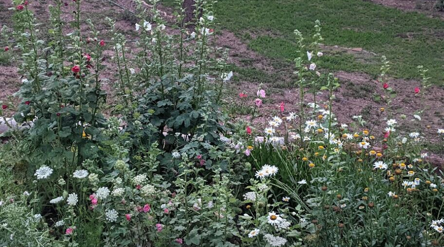 More Flowers!!