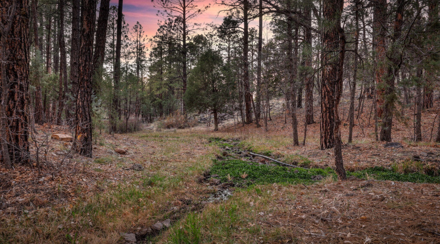 Creek that runs through the backyard