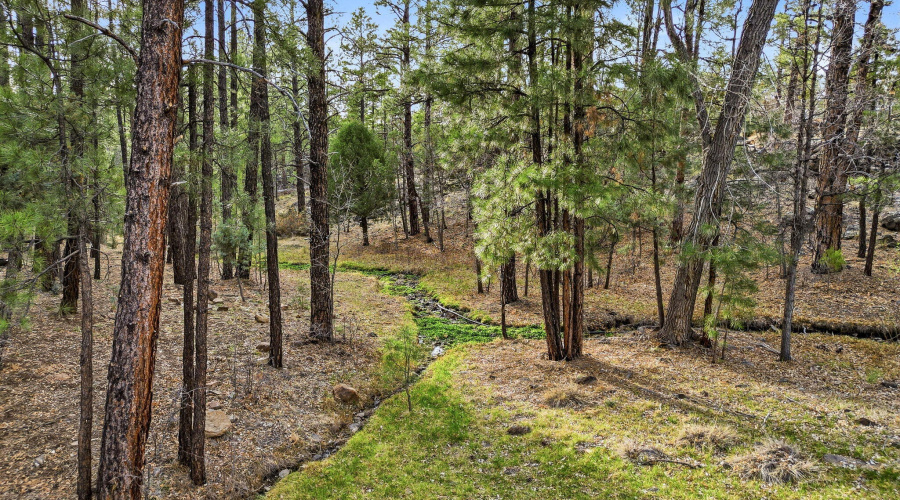 Creek that runs through the backyard