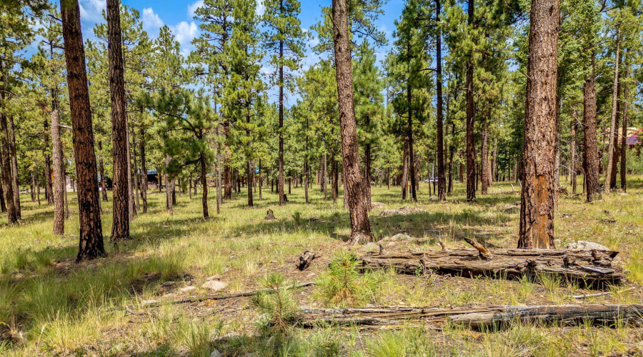 Parcel10257016-Greer-AZ-4
