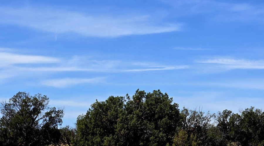 Mature Trees