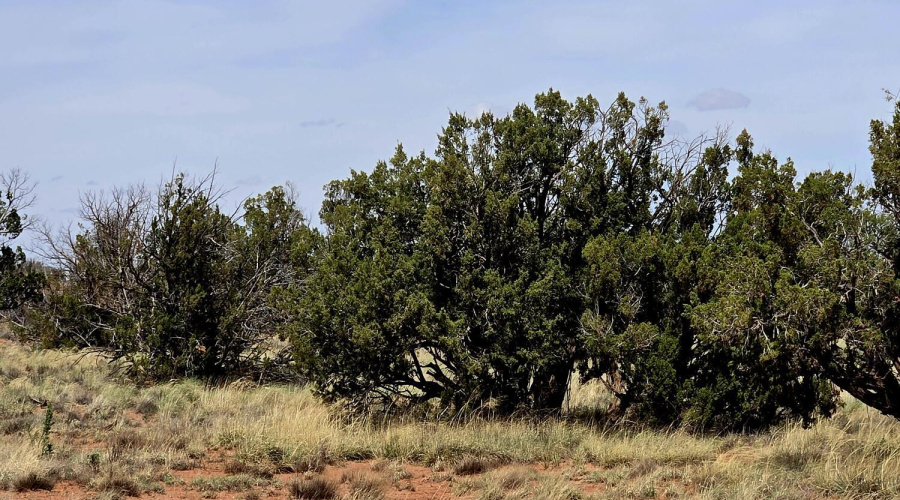 Wide Open Spaces