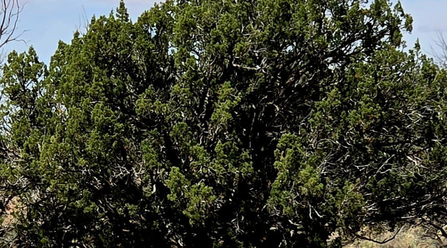 Juniper