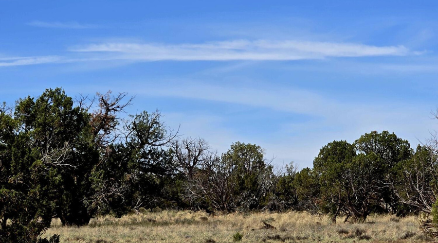 Trees, Shrubs, Grasses