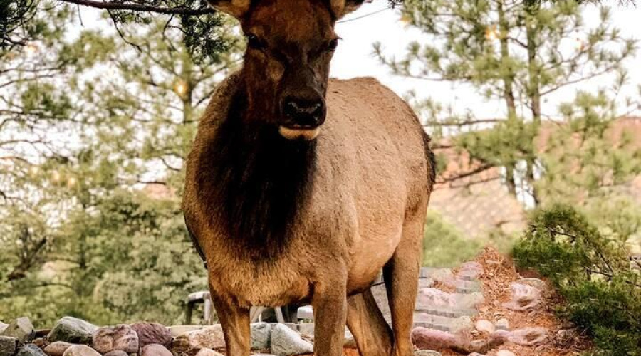 cabin elk