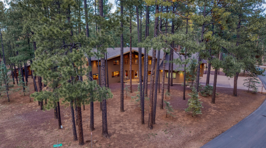 Surrounded by Tall Pines
