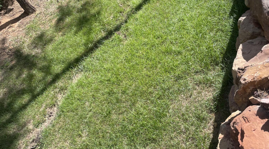 3880 Backyard 2