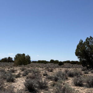 Vegetation