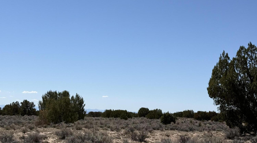 Vegetation