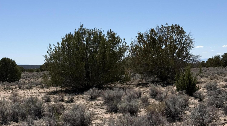 Juniper trees