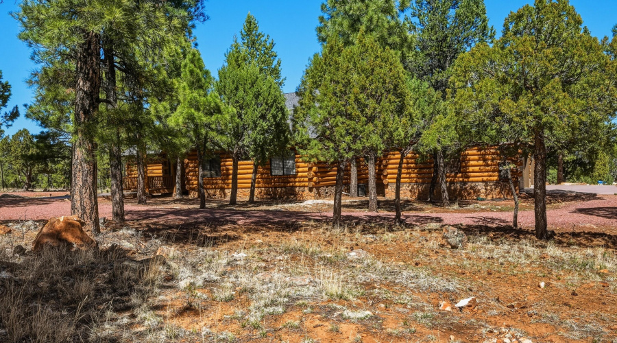 55 Beautiful pine trees