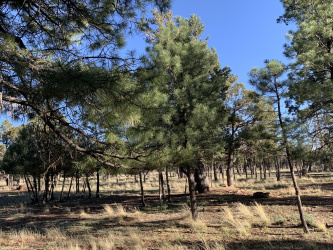 5732 Raton Circle, Happy Jack, Arizona 86024, ,Land,For Sale,Raton,93753
