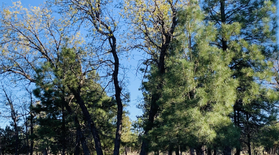 Oak & Pine