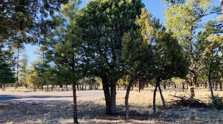 Build in the Trees