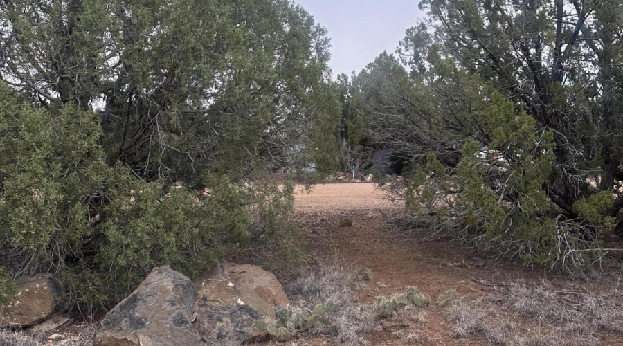 Trees on property