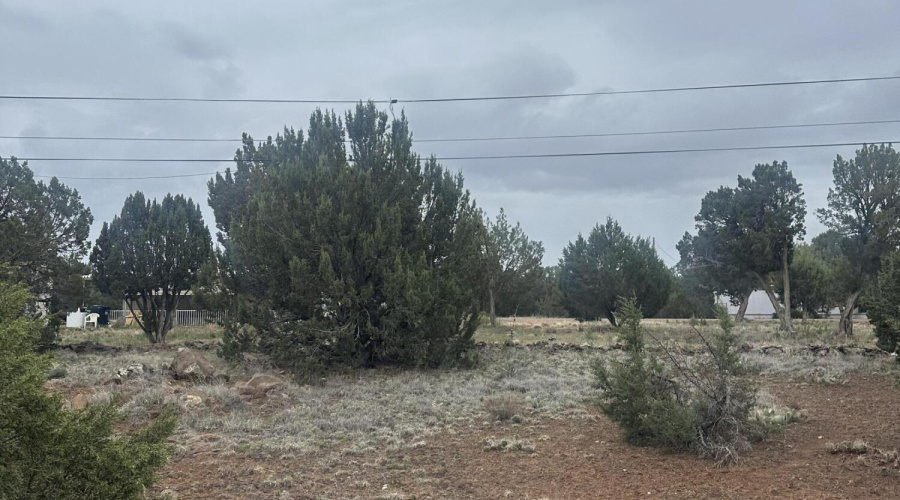 Trees on property