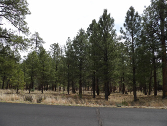 2011 Pine Canyon Drive, Happy Jack, Arizona 86024, ,Land,For Sale,Pine Canyon,93809