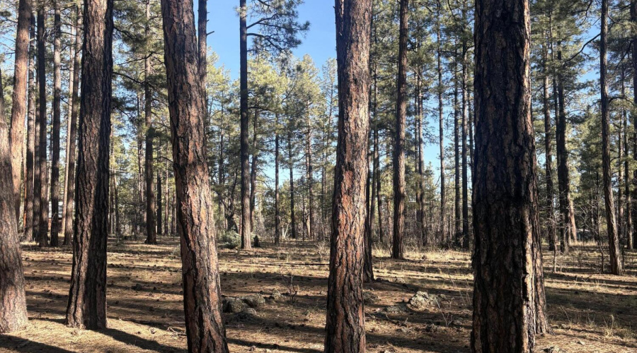 Tall Ponderosas