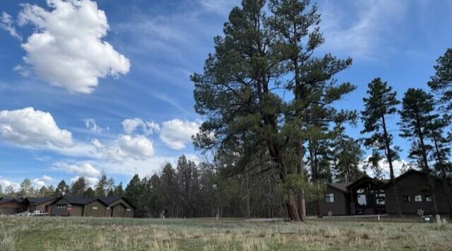 Tall Pine