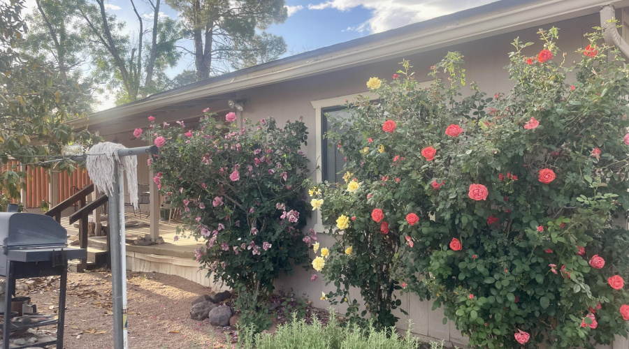 back yard