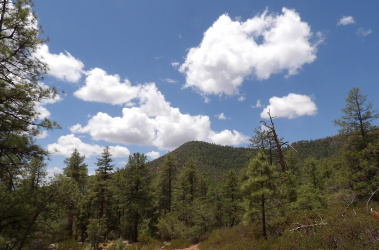 018E Pine Hollow Trail, Pine, Arizona 85544, ,Land,For Sale,Pine Hollow,93537