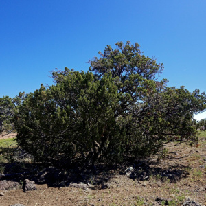 Mature Juniper Trees