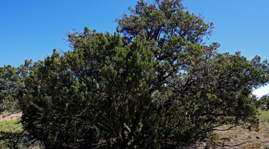 Mature Juniper Trees