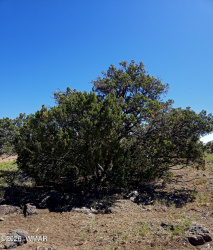 8411 Javelina Drive, Show Low, Arizona 85901, ,Land,For Sale,Javelina,260610