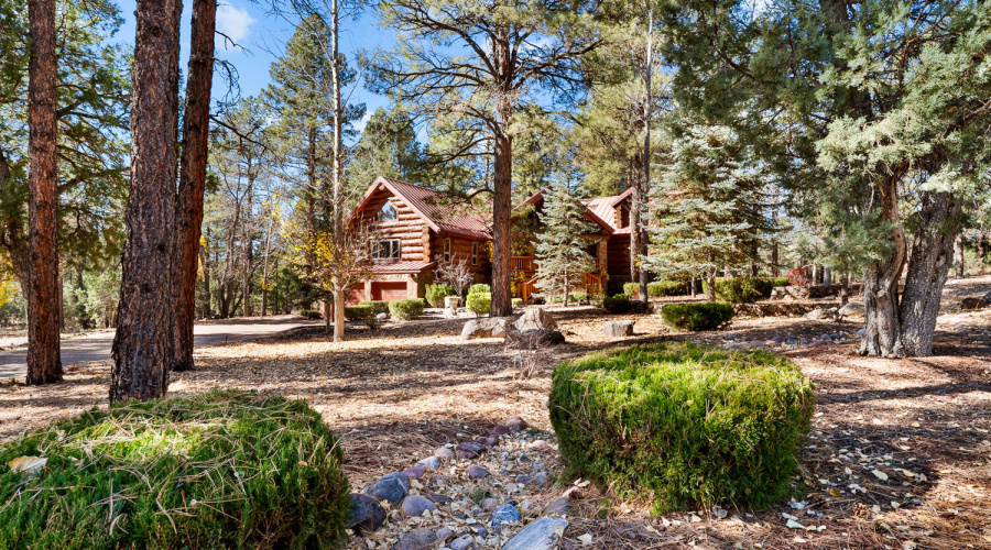 Ponderosa Pines