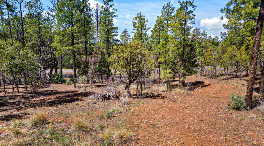 2501 Pine Wood Ln