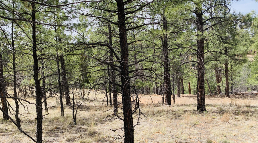 In the trees