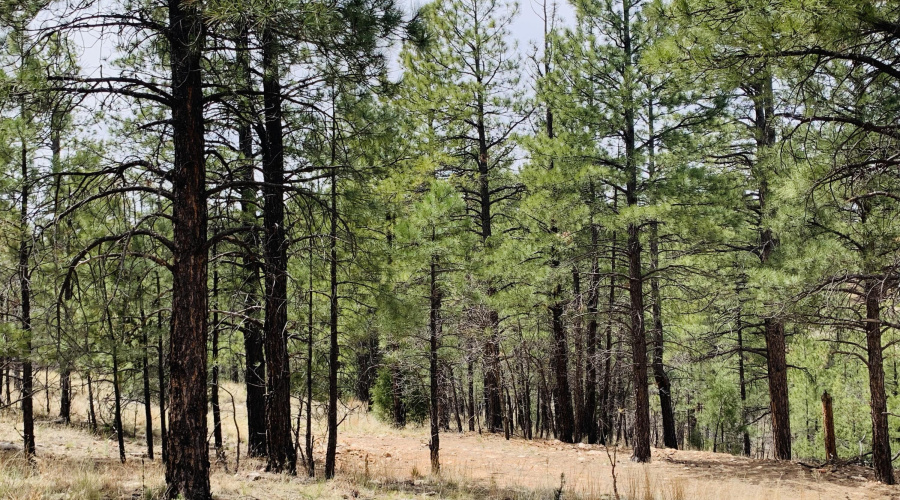 Tall Pines