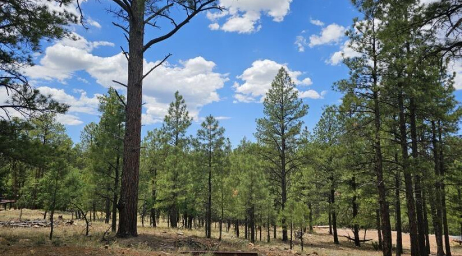 2788 Trees