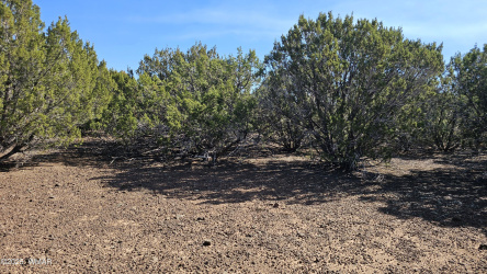 41 Acr 3119, Vernon, Arizona 85940, ,Land,For Sale,Acr 3119,258565