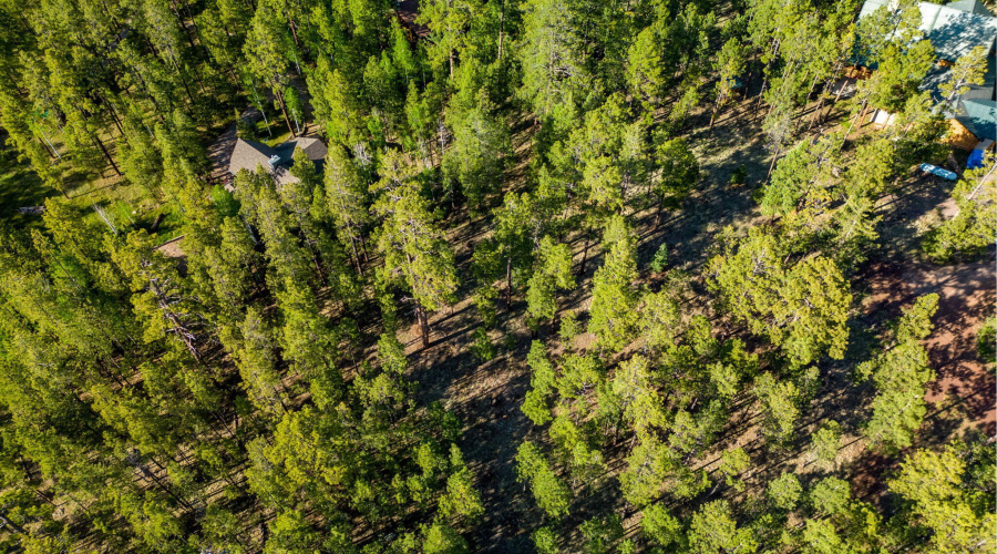 Parcel10257022-Greer-AZ-Summer-9