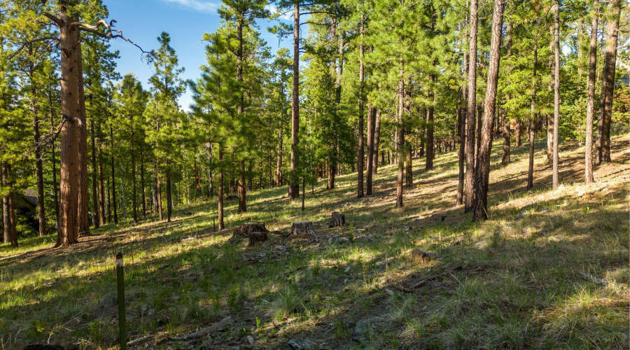 Parcel10257022-Greer-AZ-Summer-2