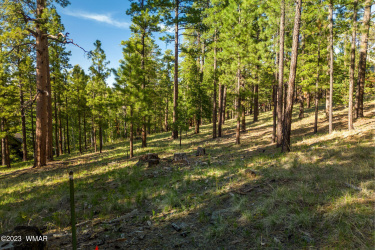 9 N1064, Greer, Arizona 85927, ,Land,For Sale,N1064,260820