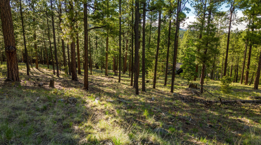 Parcel10257022-Greer-AZ-Summer-1