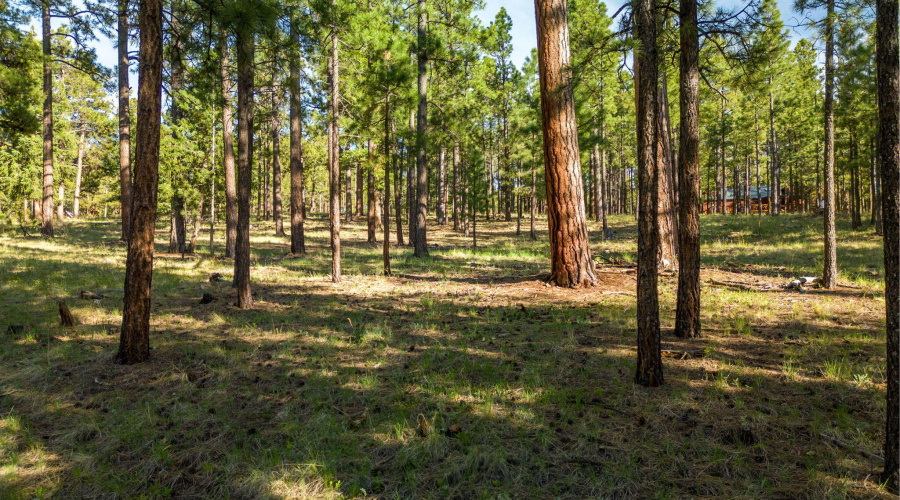 Parcel10257022-Greer-AZ-Summer-3