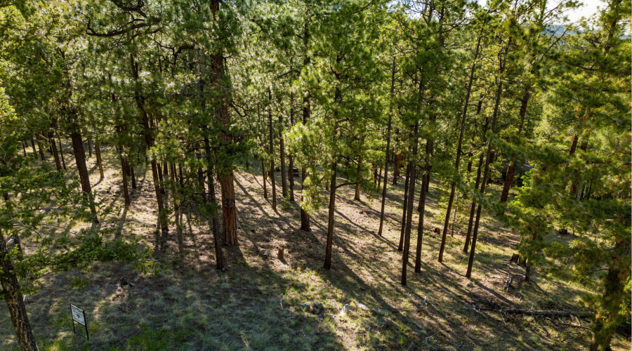 Parcel10257022-Greer-AZ-Summer-11