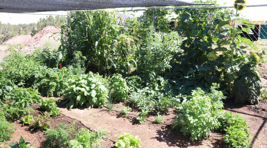 Garden in Full Summer Bloom