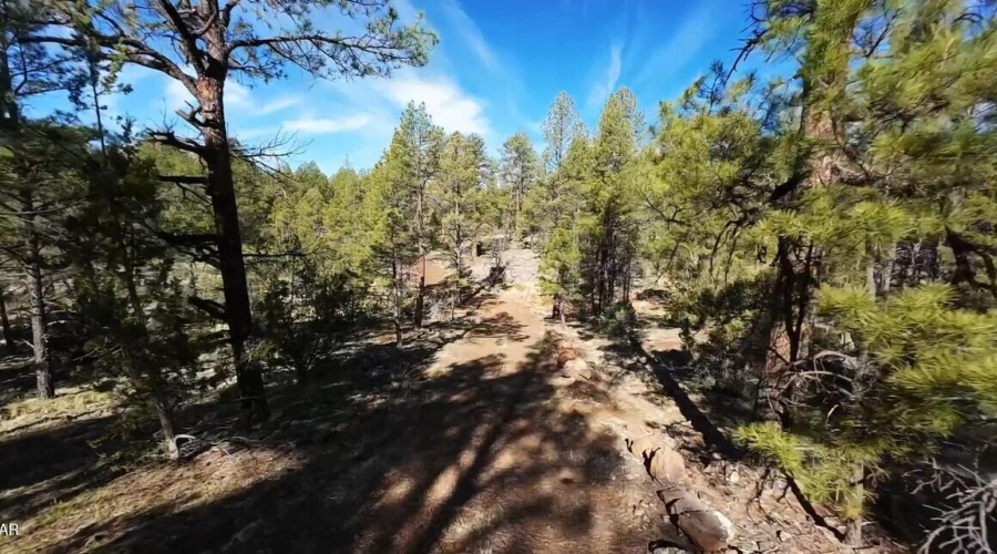 Road to the Pines